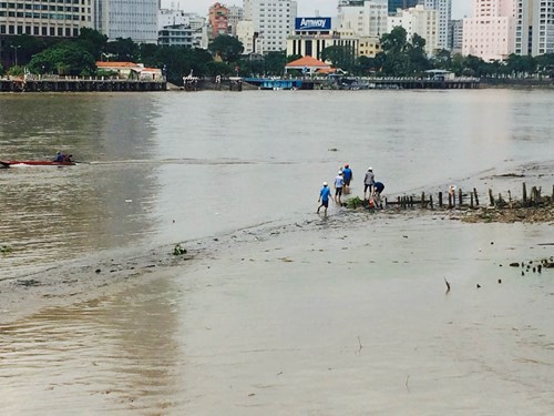 [-]Cá[-]trên[-]sông[-]Sài[-]Gòn[-]vẫn[-]bị[-]tận[-]diệt